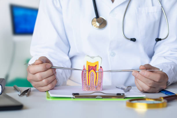 Best Broken or Chipped Tooth Repair in Pine Air, FL
